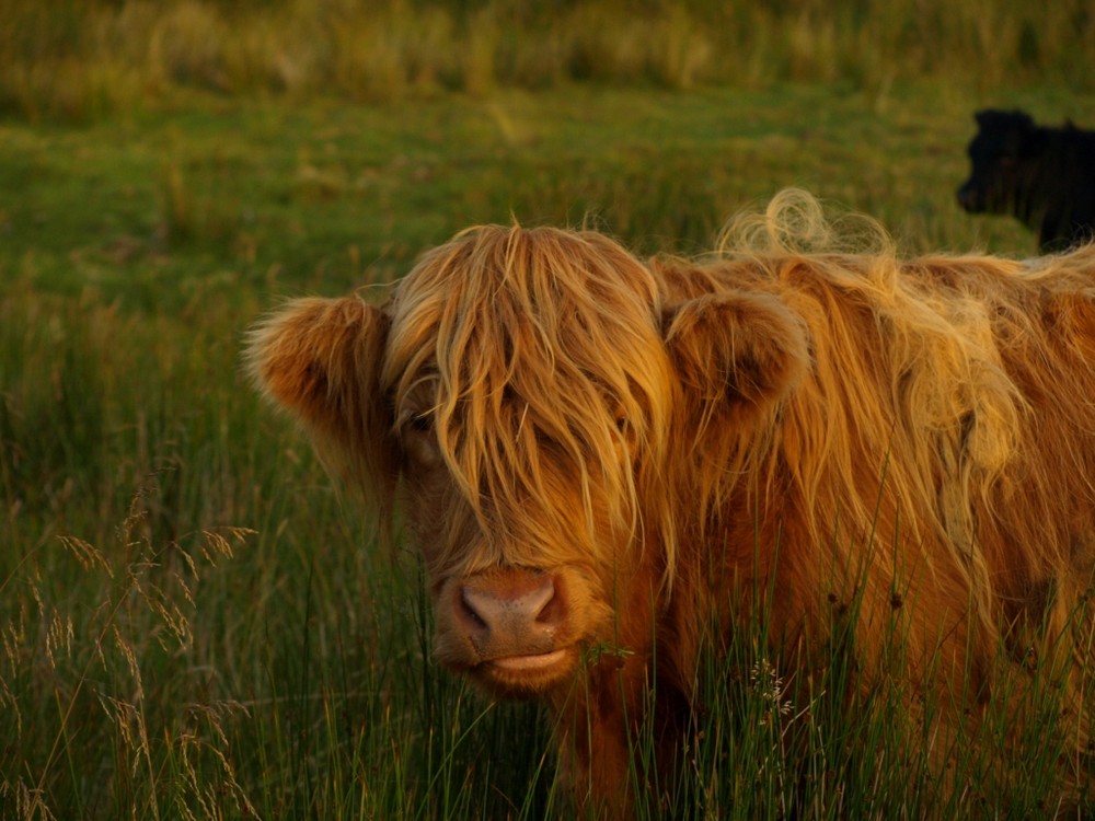 Highland Cows