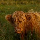 Highland Cows