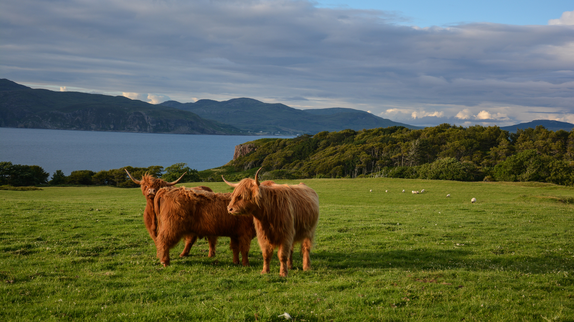 Highland Cows on Mull