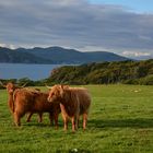 Highland Cows on Mull