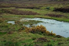 HIGHLAND GORSE