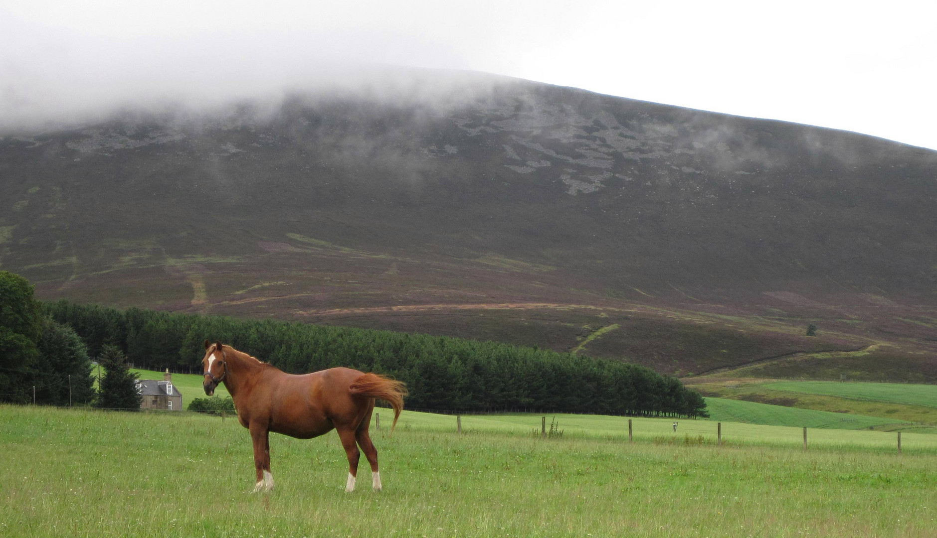 HIGHLAND HORSE