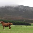 HIGHLAND HORSE