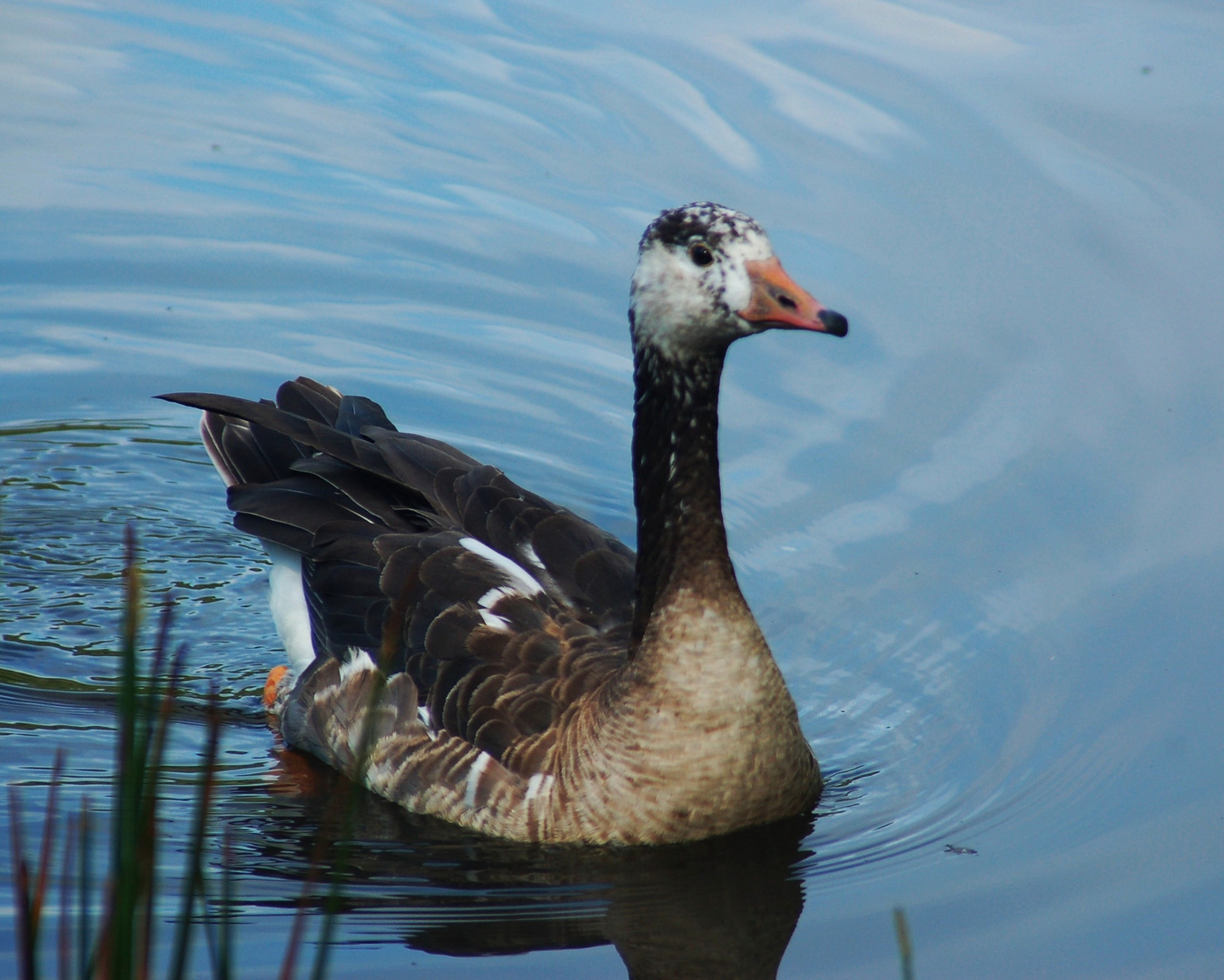 Highland Lake Goose