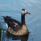 Highland Lake Goose