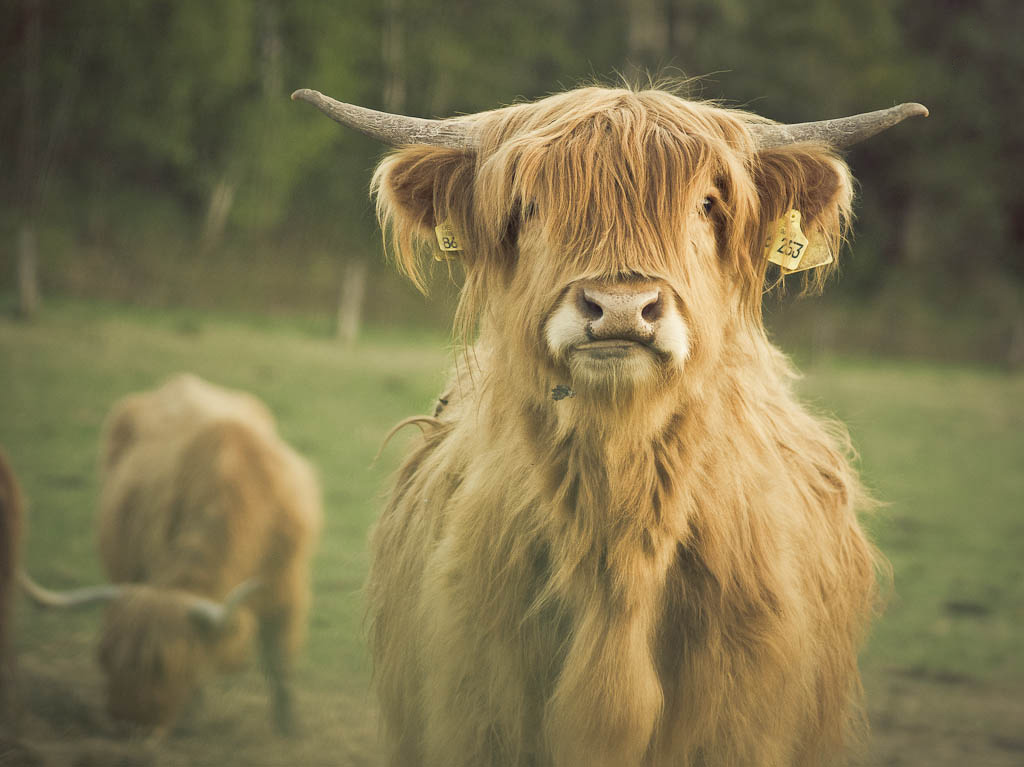 Highland Longhair Cattle