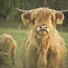 Highland Longhair Cattle