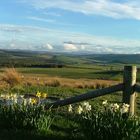 Highland near Dufftown