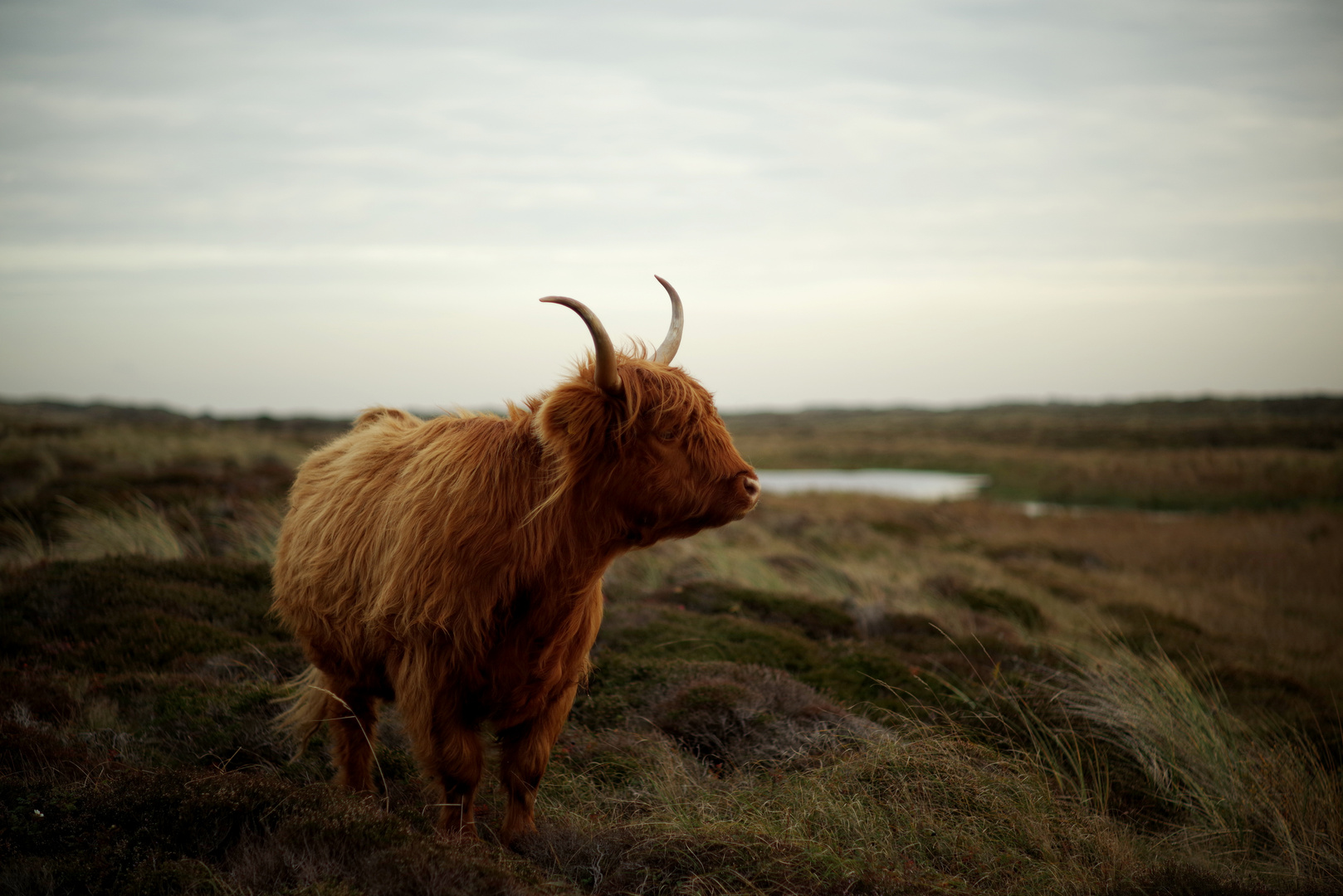 ...Highland Niederländer?...