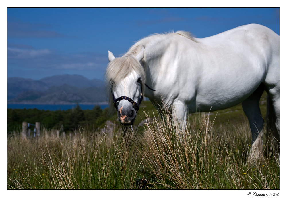 Highland Pony