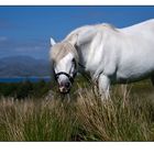 Highland Pony