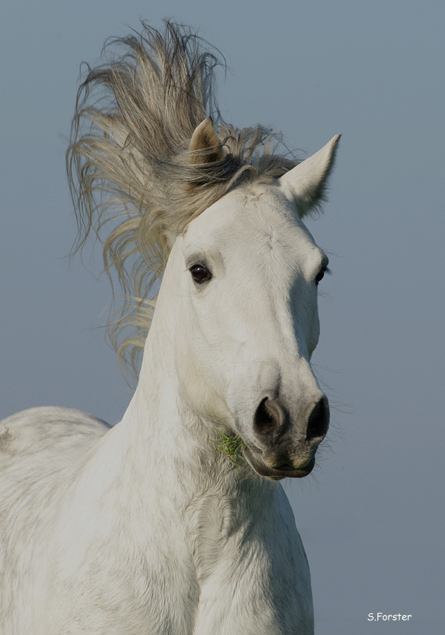 Highland Pony