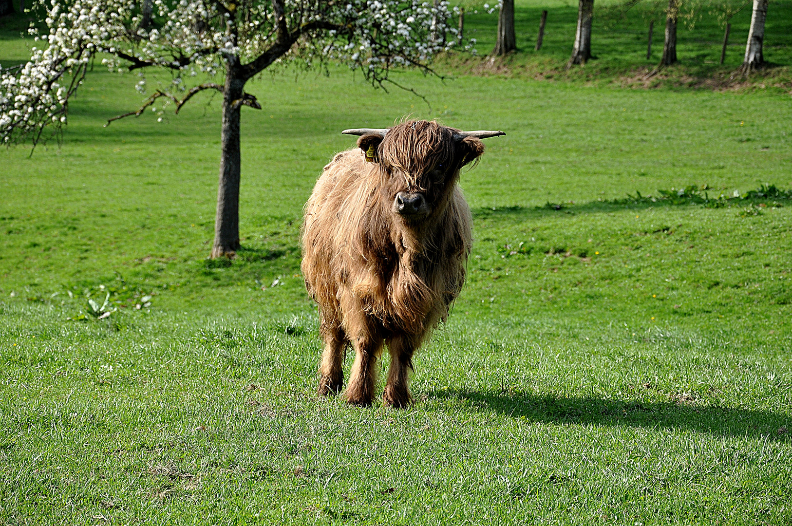 Highland Rind