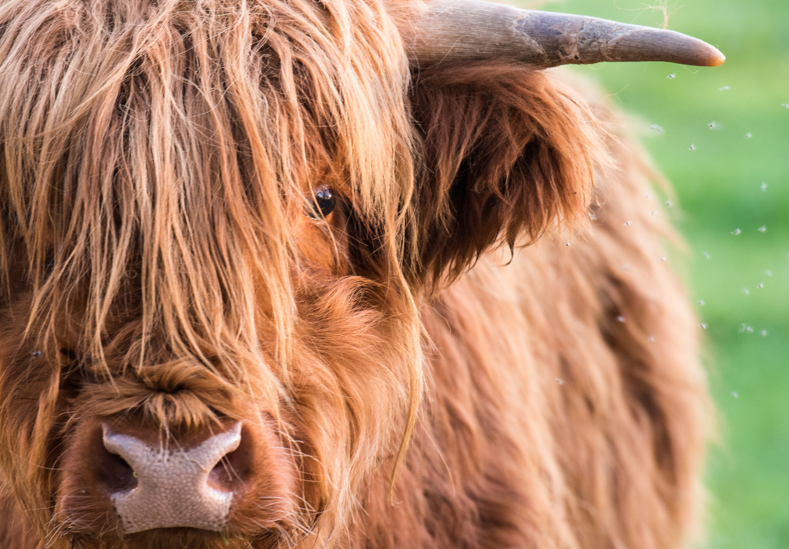 Highland Rind in Bayern