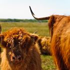 Highland-Rinder auf Langeoog