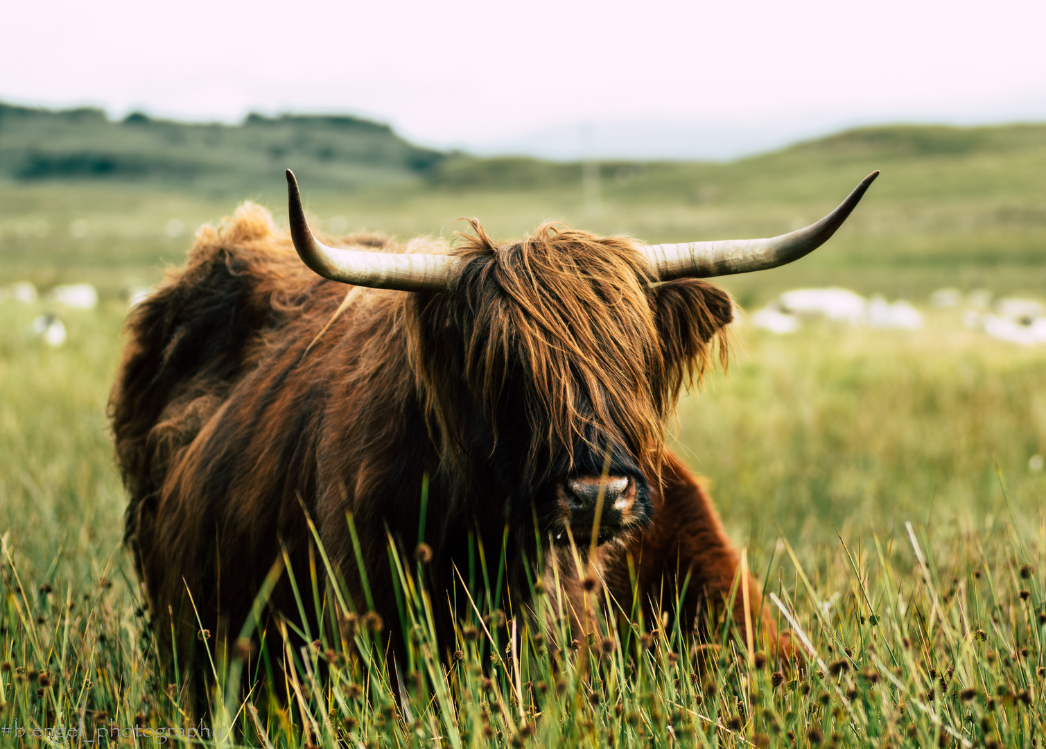 Highland Rinder