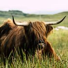 Highland Rinder