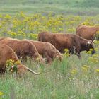 Highland Rinder Gruppenfoto :-)