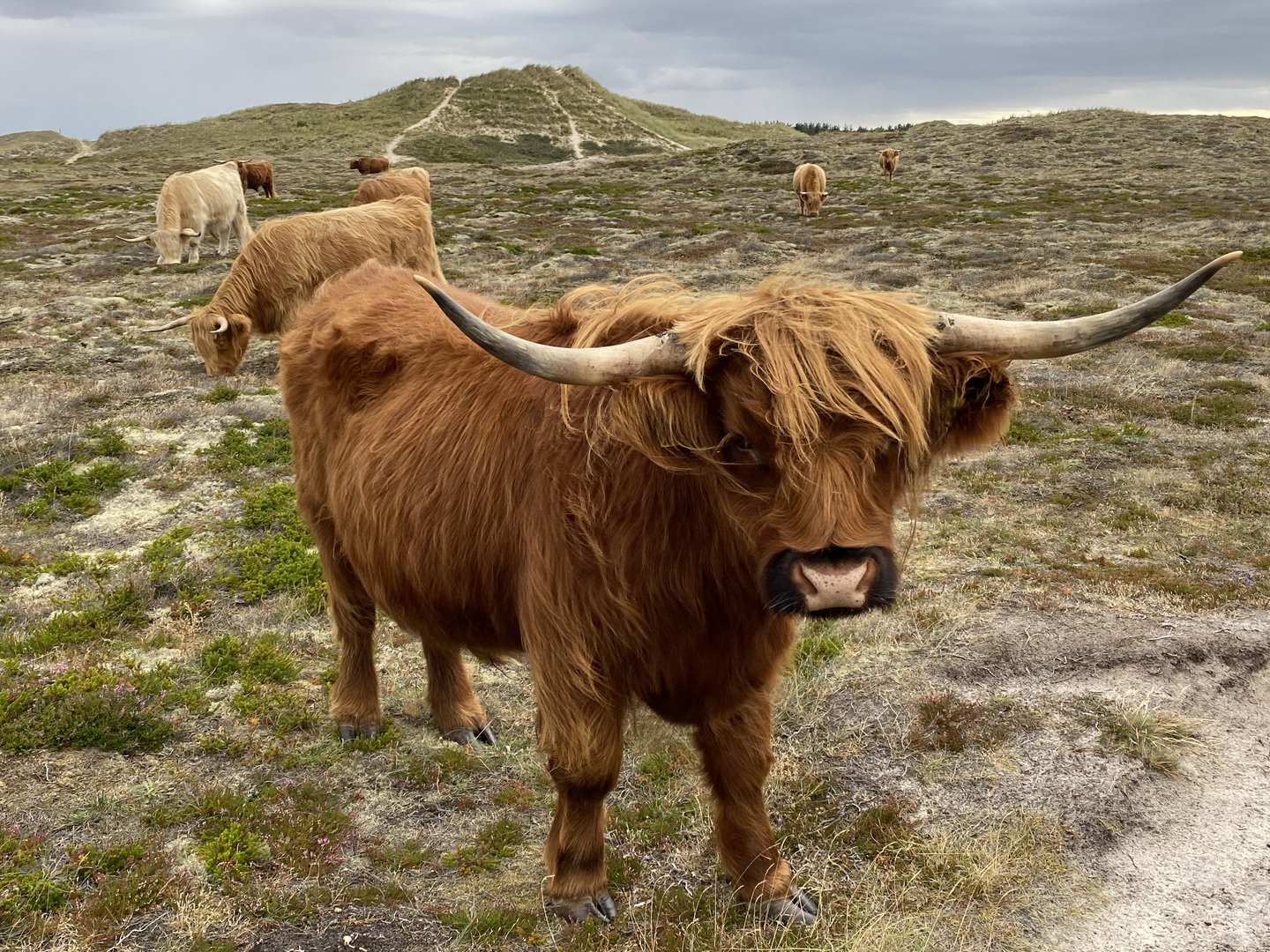 Highland Rinder in Dänemark