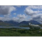 Highland Sheep 02