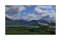 Highland Sheep 02