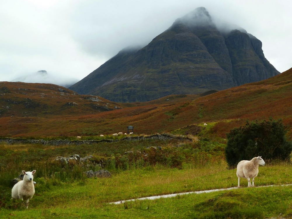 Highland sheep