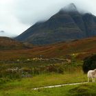 Highland sheep
