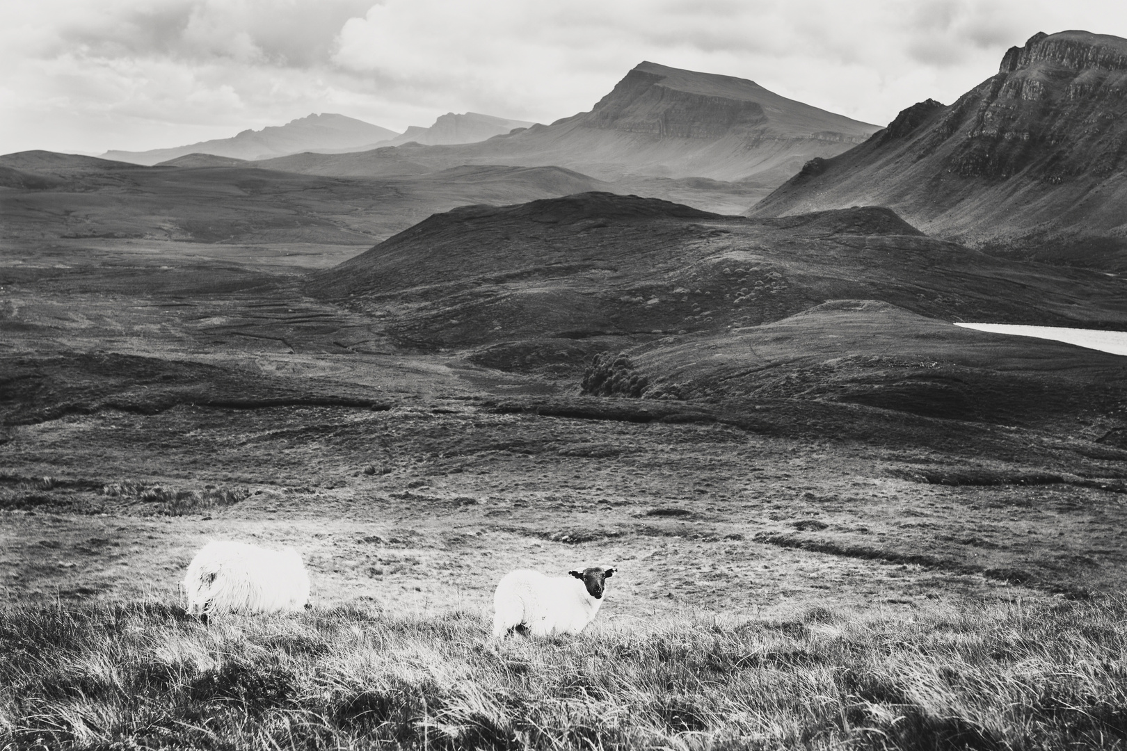 Highland Sheeps
