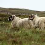 Highland-Sheeps
