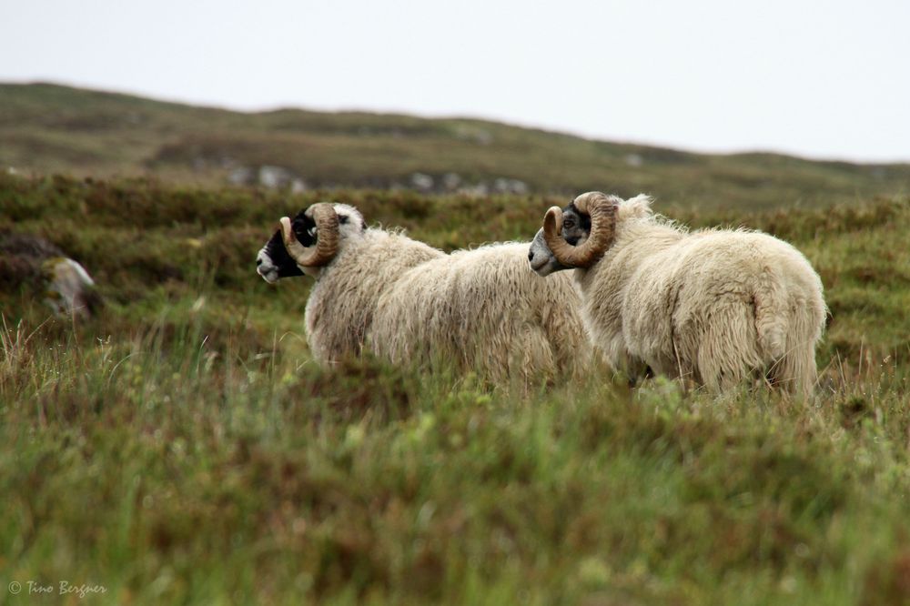 Highland-Sheeps