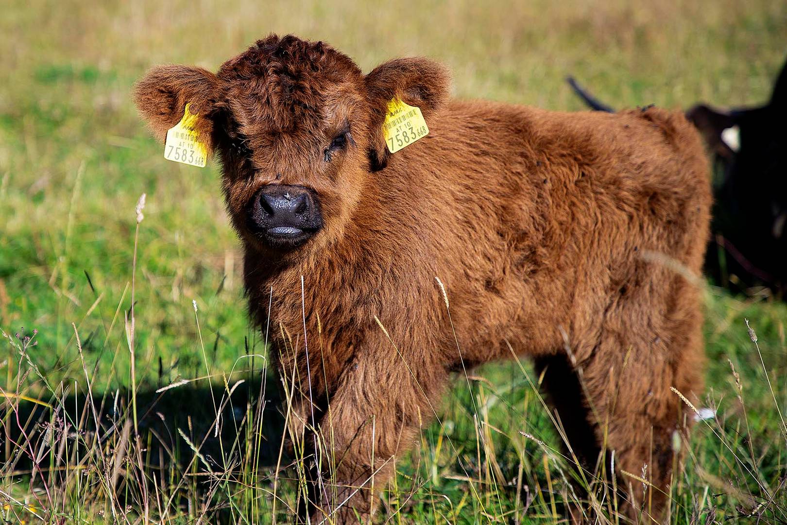 Highlandbaby / Natur