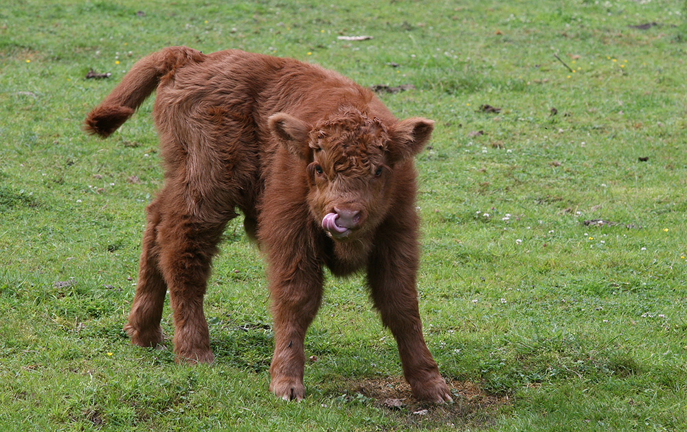 highlandcattle