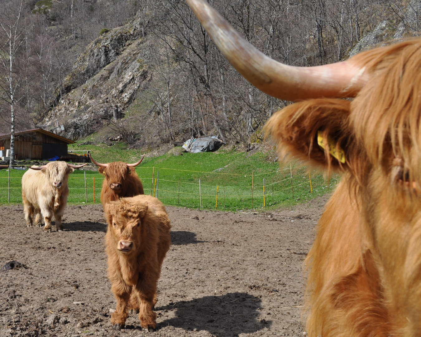 Highlandcattle