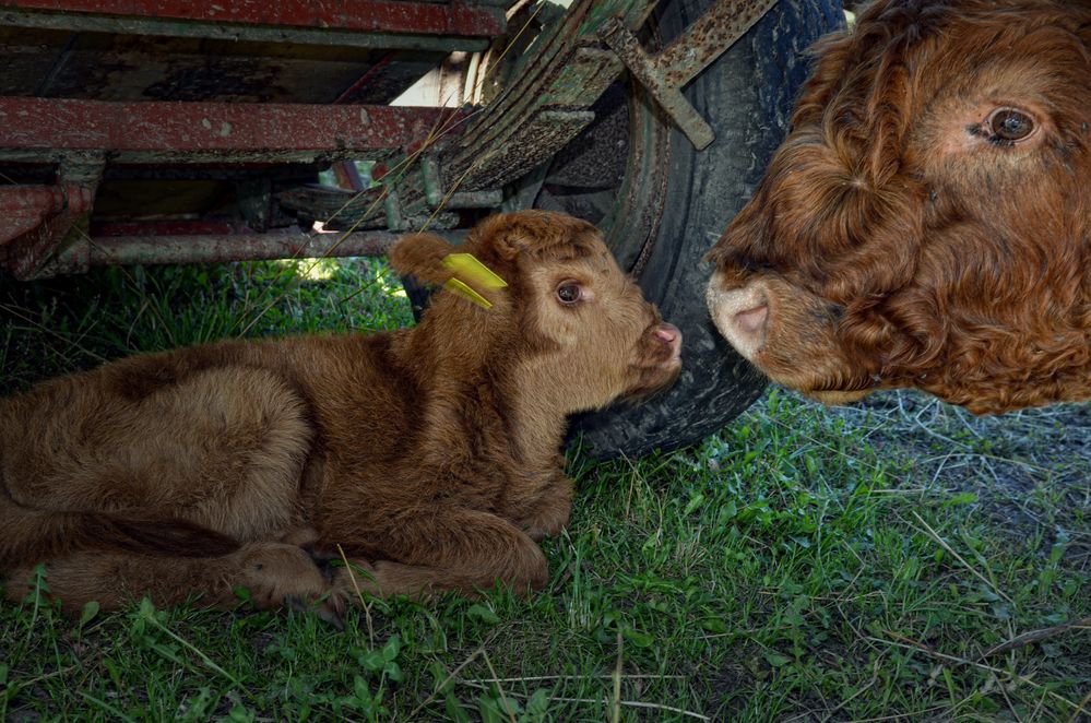 Highlandcattle von FynnM 