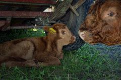 Highlandcattle