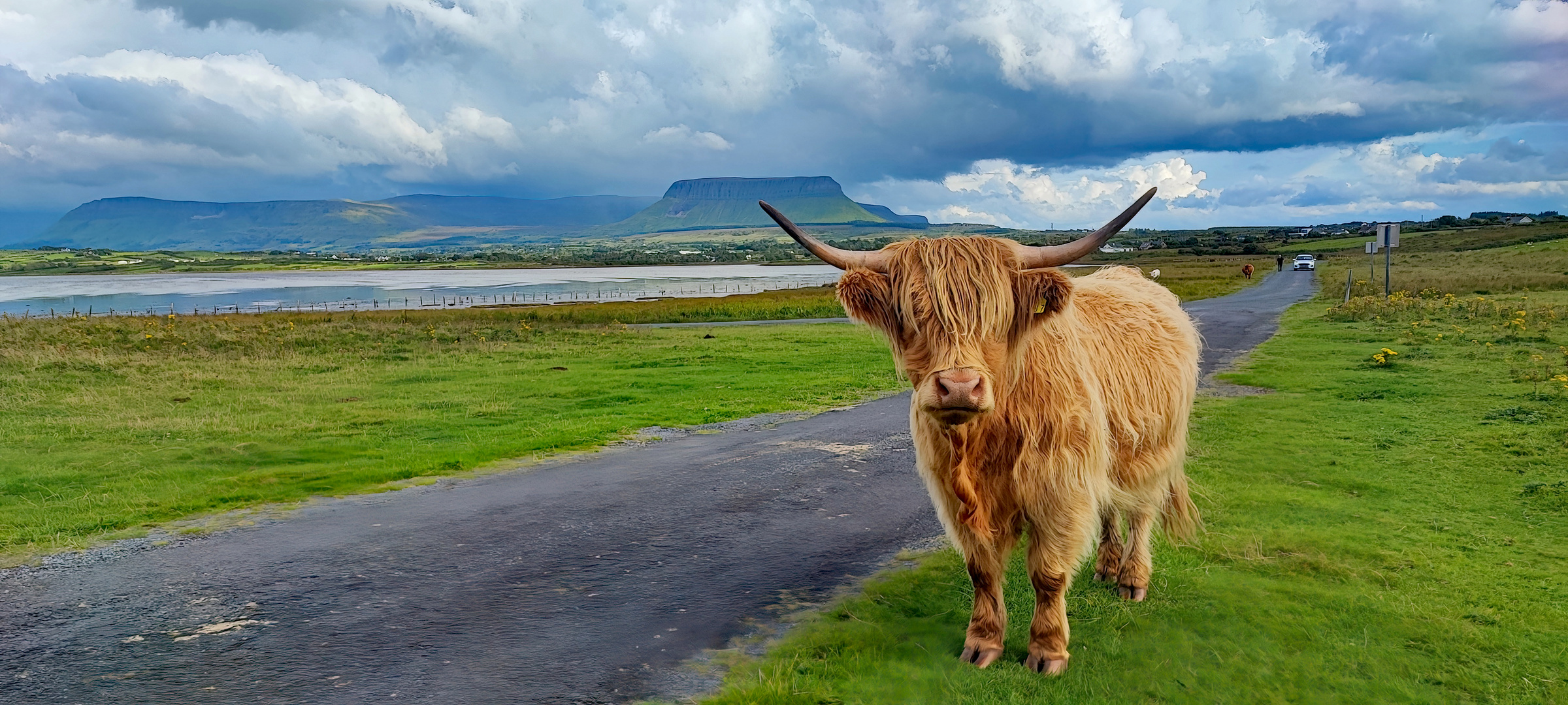 Highlandcattle in Front of Ben Bulben