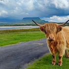 Highlandcattle in Front of Ben Bulben