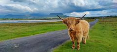 Highlandcattle in Front of Ben Bulben