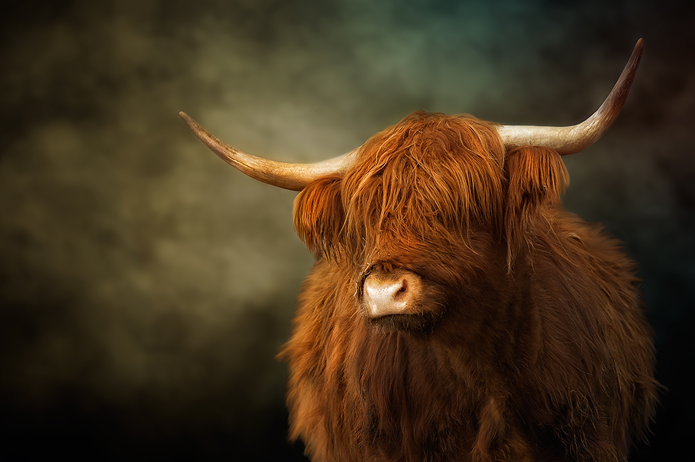 HighlandCattle2