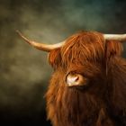 HighlandCattle2