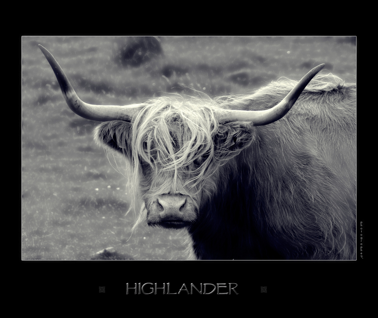 Highlander