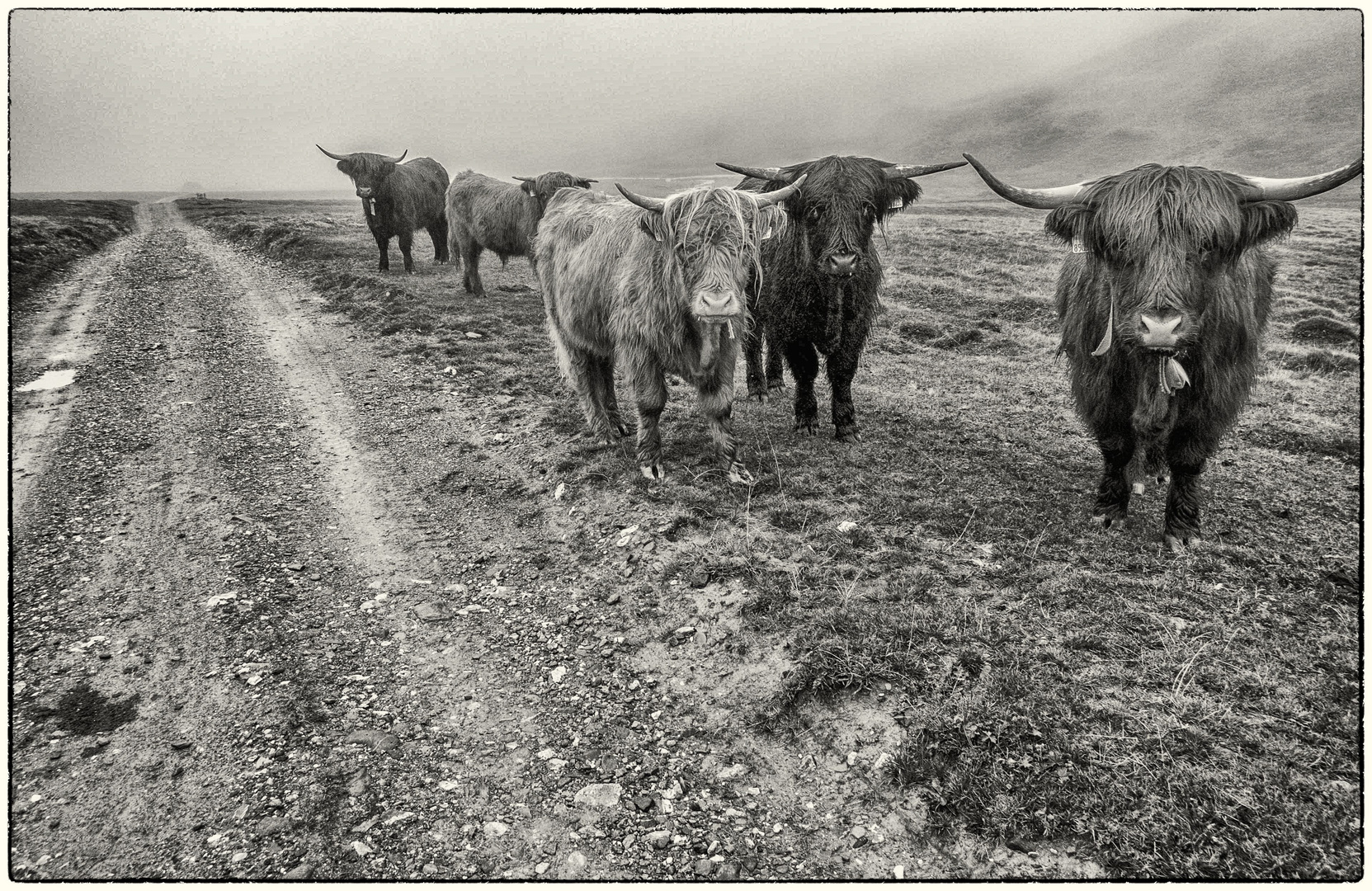 Highlander Foto & Bild europe, Österreich, tiere Bilder auf