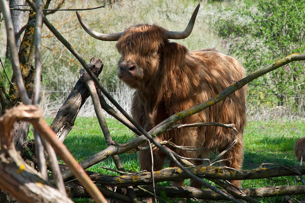 Highlander, es gab aber mehr als einen ;)