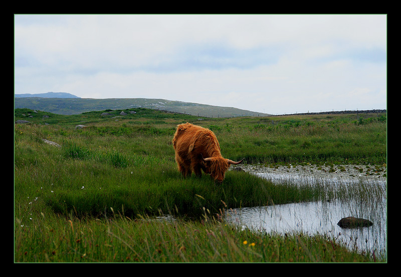 Highlander in South Uist