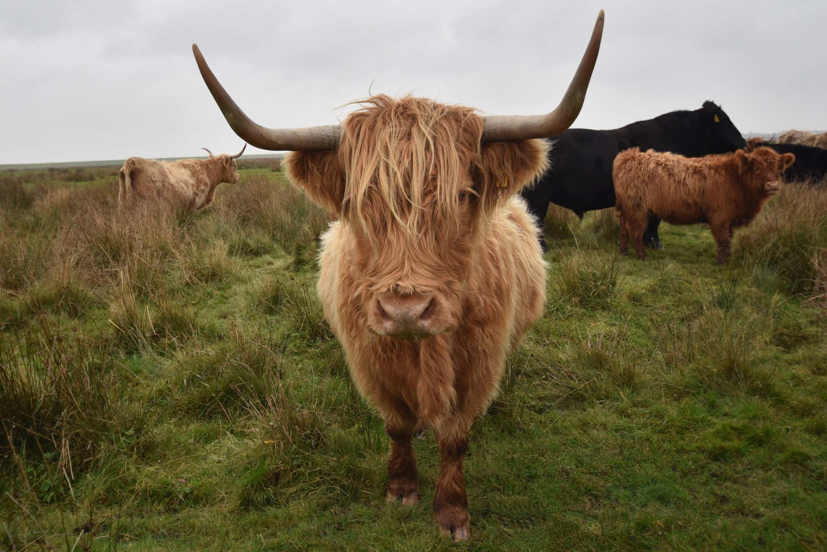 Highlander mit Hörner