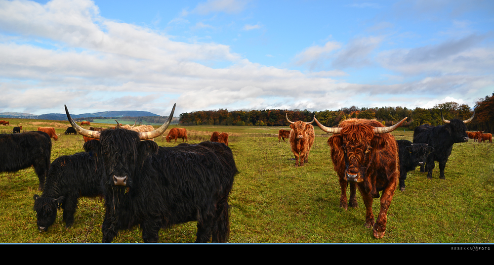 Highlanders