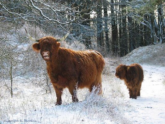Highlanders in national park Heereduinen