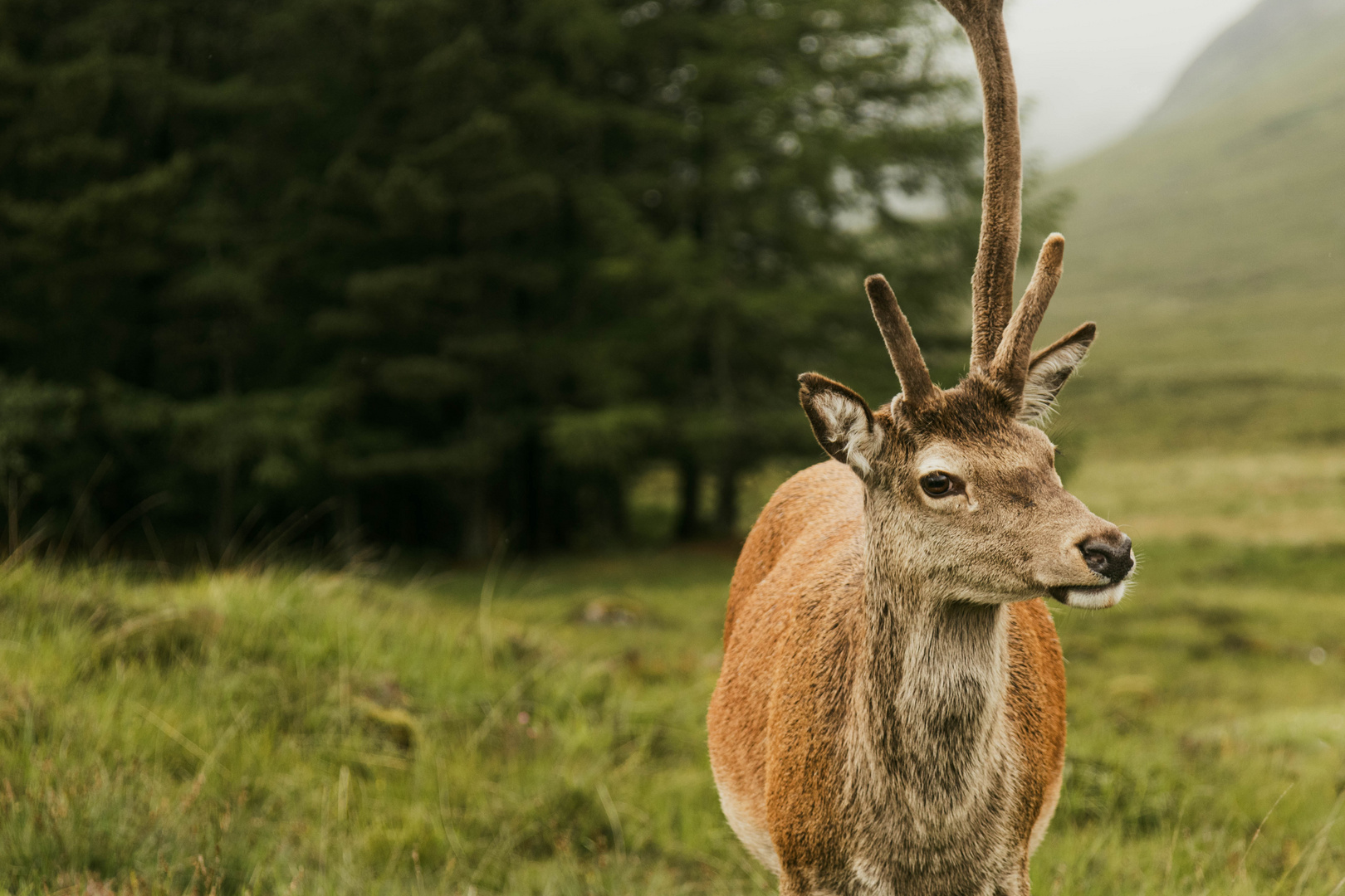 Highlandhirsch