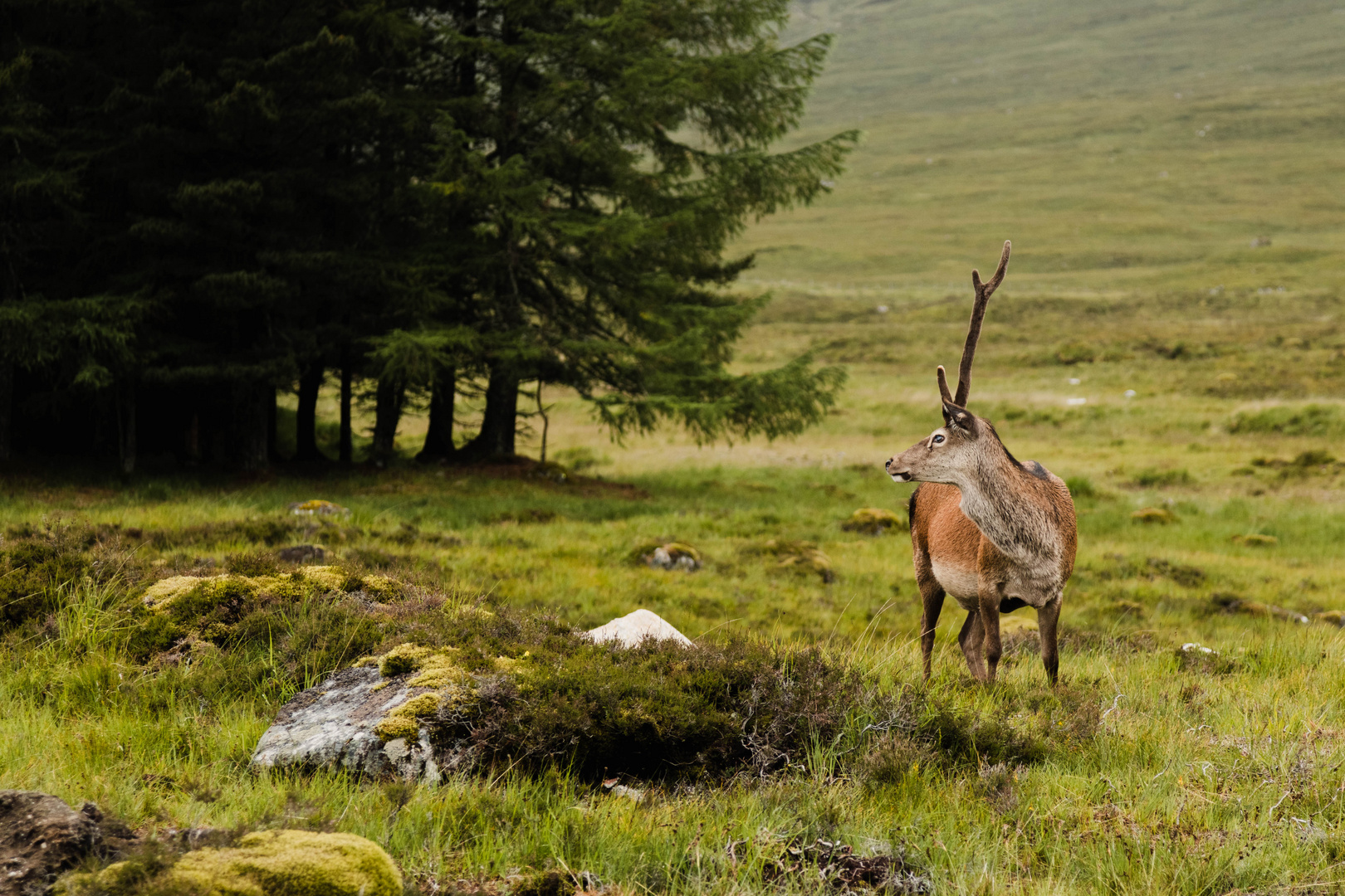 Highlandhirsch 2