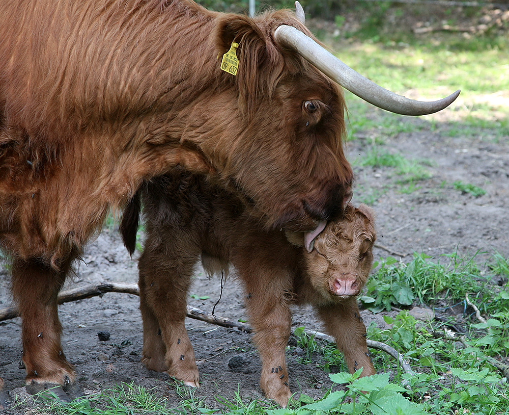 Highlandkalb